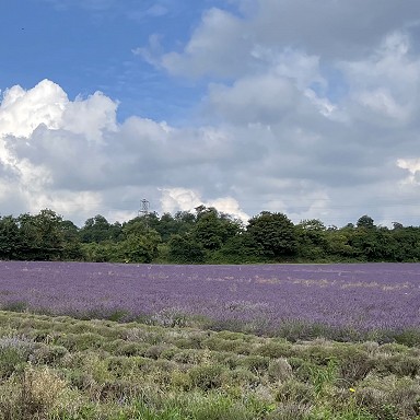 Kent lavender fields